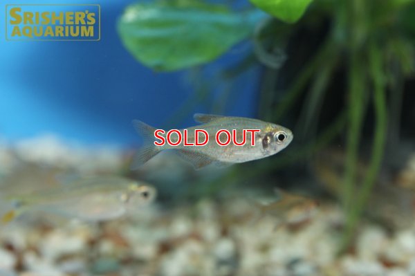 画像6: ハイフェソブリコン　ピアビンハス