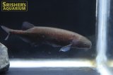 ブリエノミルス　ブラキスティウス