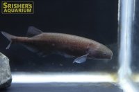ブリエノミルス　ブラキスティウス