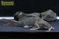 シノドンティス　クラリアス（ナイジェリア）