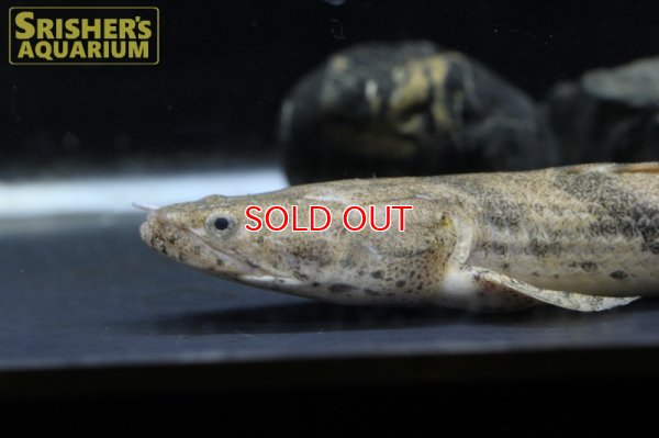 画像6: ポリプテルス エンドリケリー ナイジェリア産　