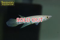 エピプラティス　ダゲッティ（ペア） WILD