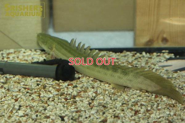 画像6: ポリプテルス　ビキールビキール　チャド便