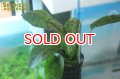 水草 エキノドルス オゼロット グリーン AL（１POT）
