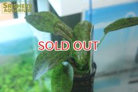 水草 エキノドルス オゼロット グリーン AL（１POT）