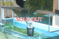 水草 エキノドルス アトランスバーグ AL（POT）