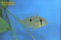 ギムノゲオファーガス　バルザニ（ブリード）
