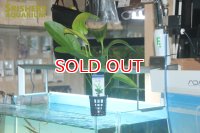 水草 エキノドルス トリカラー AL（１POT）