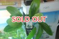 水草 エキノドルス ハービッヒローザ AL（１POT）