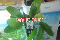 水草 エキノドルス ハービッヒローザ AL（１POT）