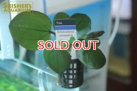 水草 エキノドルス コンパクタ AL（１POT）