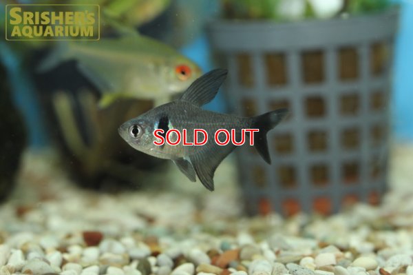 画像2: ブラックファントムテトラ（ブリード）
