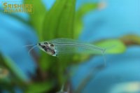 トランスルーセントグラスキャット