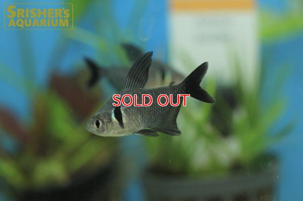 画像1: ブラックファントムテトラ（ブリード）