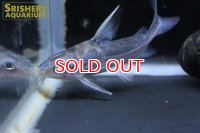 トラキドラス　スタインダックネリィ（ペルー）