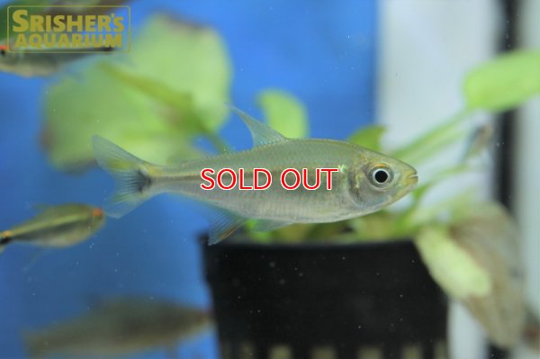 画像4: モンクホーシャ　セロス