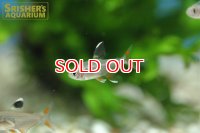 ロージーテトラ