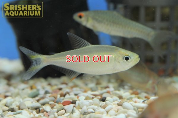 画像6: モンクホーシャ　セロス