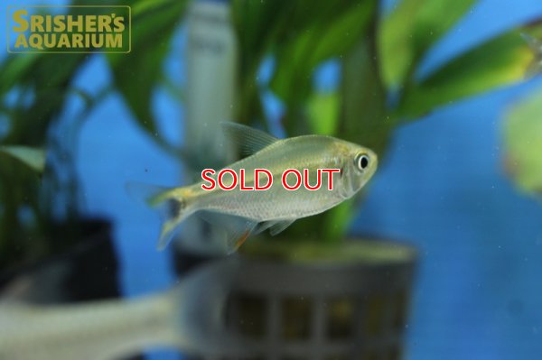 画像8: モンクホーシャ　セロス