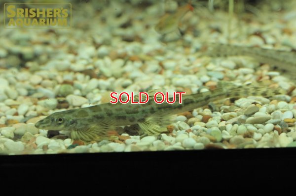 画像3: グリーンラインストーンローチ