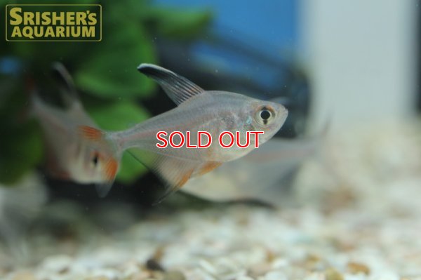 画像7: ロベルティテトラ