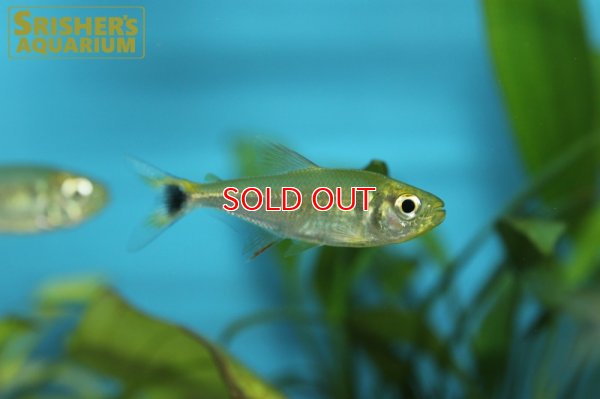 画像2: モンクホーシャ　セロス