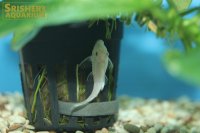 スノーホワイトブッシー