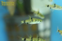プンティウス　ゲリウス