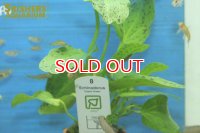 水草 エキノドルス オゼロット グリーン TR（POT）