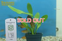 水草 エキノドルス ローズ TR（POT）