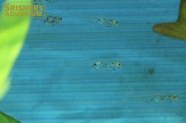 画像2: グラスゴビー