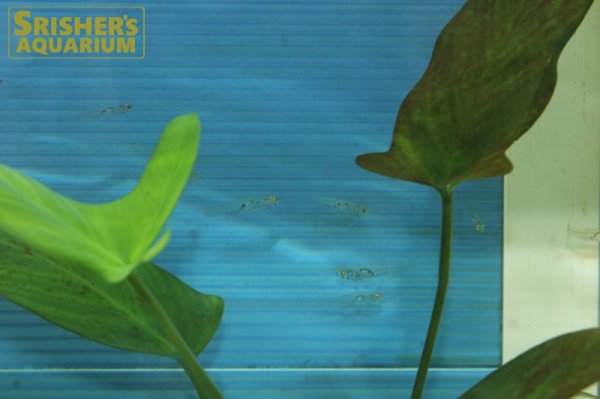 画像3: グラスゴビー