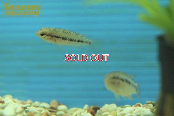 画像8: アピストグラマ　ホイグネイ WILD (ペア)