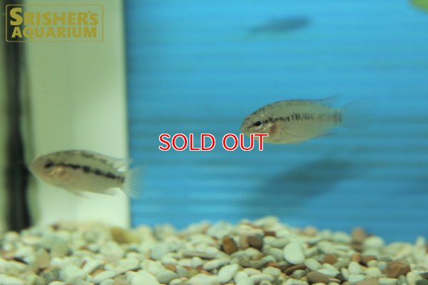 画像7: アピストグラマ　ホイグネイ WILD (ペア)