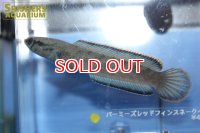 バーミーズレッドフィンスネークヘッド