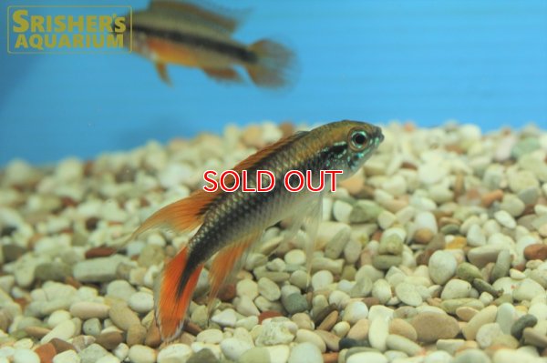 画像5: アピストグラマ　アガシジー ダブルレッド (ブリード)