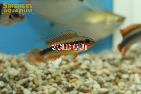 画像6: アピストグラマ　アガシジー ダブルレッド (ブリード)