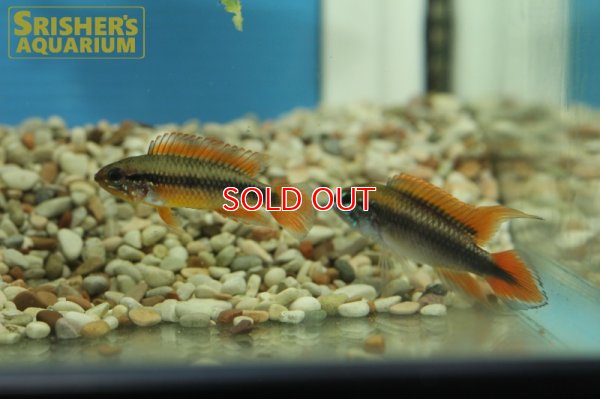 画像7: アピストグラマ　アガシジー ダブルレッド (ブリード)