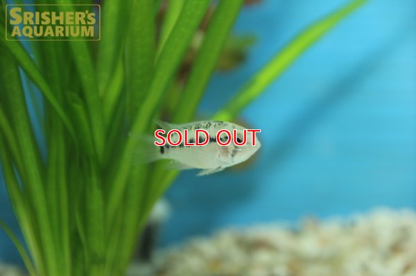 画像5: アピストグラマ　ホイグネイ WILD (ペア)