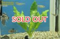 水草 ラッフルソード 鉛巻