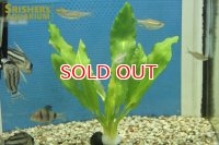 水草 ラッフルソード 鉛巻