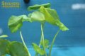 水草 ウォーターマッシュルーム（３本） 