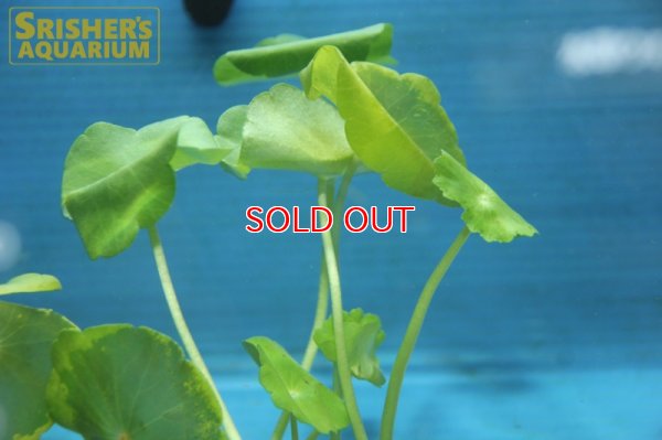 画像1: 水草 ウォーターマッシュルーム（３本） 