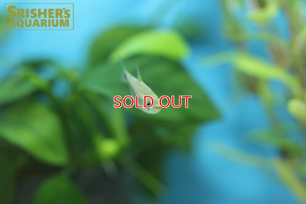 画像6: コギャルテトラ（ブリード）