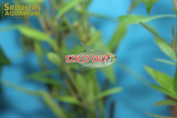 画像7: コギャルテトラ（ブリード）