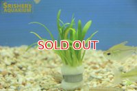 水草 ピグミーチェーンサジタリア 鉛巻