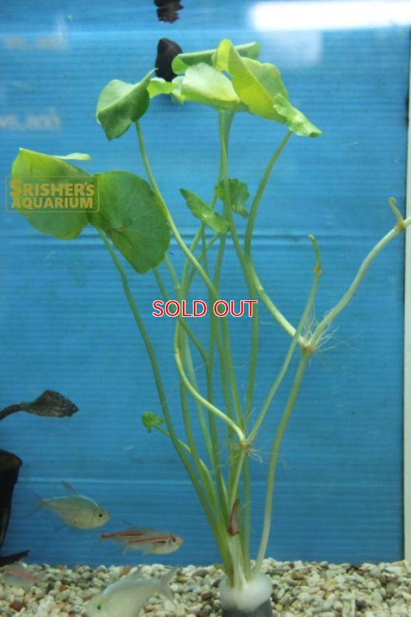 画像2: 水草 ウォーターマッシュルーム（３本） 