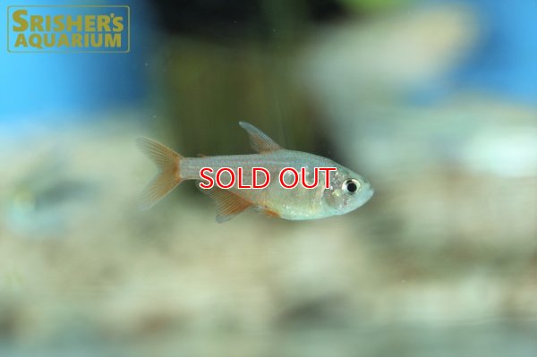 画像6: フレームテトラ