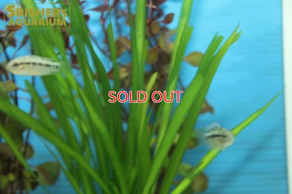 画像4: アピストグラマ　ホイグネイ WILD (ペア)