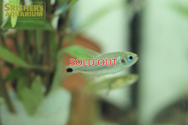 画像5: コギャルテトラ（ブリード）